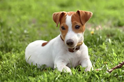 Starostlivosť o srsť Jack Russell teriéra