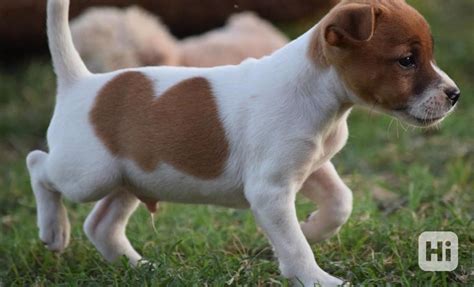 Šteniatka Jack Russell teriéra