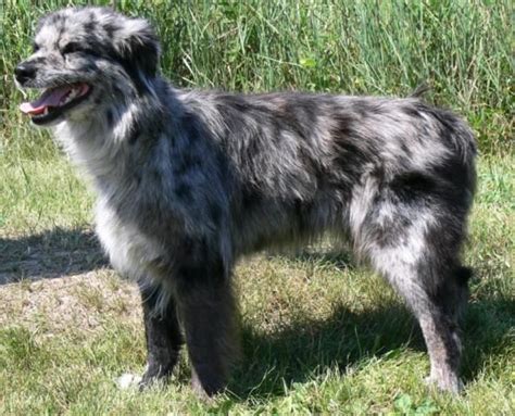 Pyrenejský ovčiak pri agility tréningu