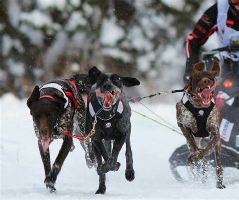 Športový pes pri coursingových pretekoch