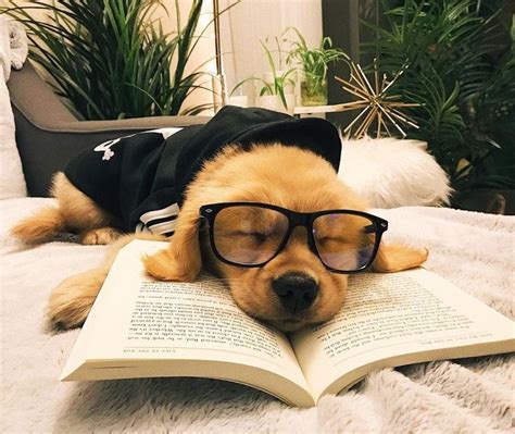 Pes s okuliarmi s rozšírenou realitou