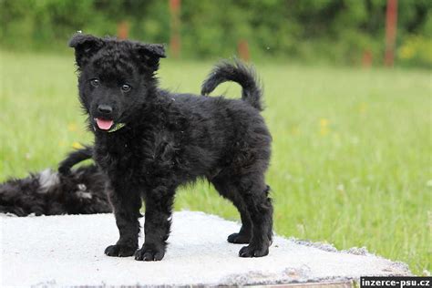 Štěně Sedmohradského kopova