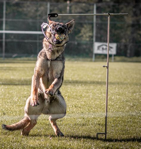 Pes vykonáva cvik agility