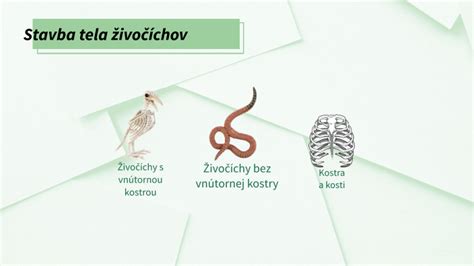 Štruktúra tela jazvečíka