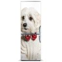 Pes v elegantnom motýliku