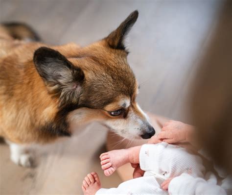 Pes škriabajúci sa