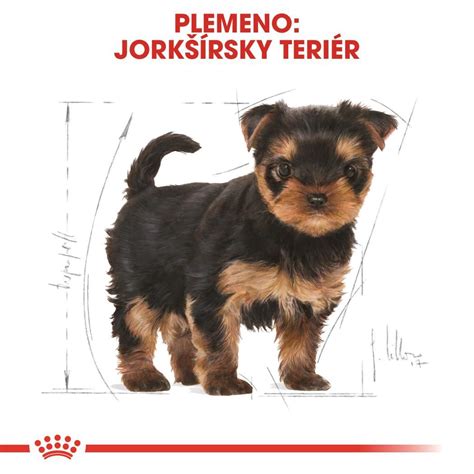 Ilustrácia yorkšírskeho teriéra