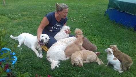 Pes v škôlke pre psov