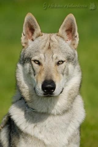 Československý vlčiak s vlčou tvárou