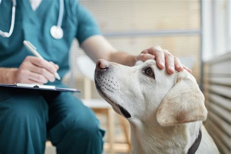Veterinár vyšetruje staršieho psa