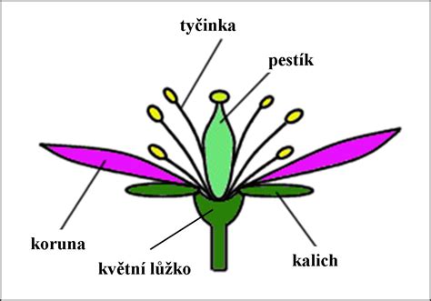 Schéma stavby tela labradorského retrievera