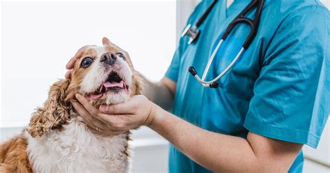 Ilustrácia veterinárnej kliniky