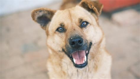 Koláž fotografií rôznych hypoalergénnych plemien psov