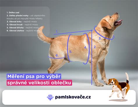 Meranie psa pre postroj