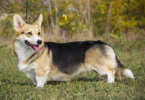 História plemena Welsh Corgi