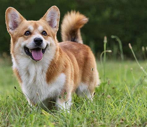 Typické farebné varianty Welsh Corgi Pembroke