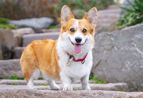 Škôlka šteniatok Welsh Corgi