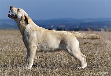 Štruktúra tela labradorského retrívera