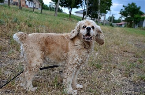 Štandardný vzhľad amerického kokeršpaniela