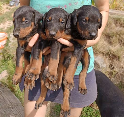 Šteniatka rôznych plemien v košíku