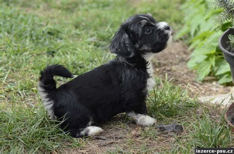 Psík s novou rodinou