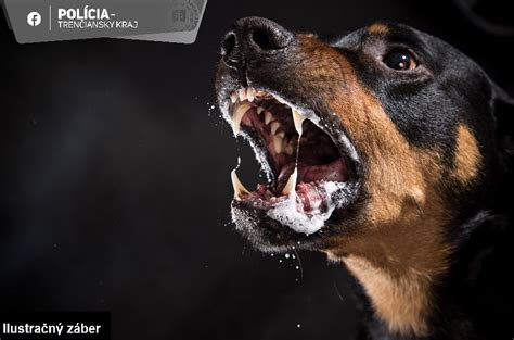 Pes reagujúci na muža