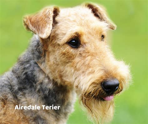 História Airedale teriera