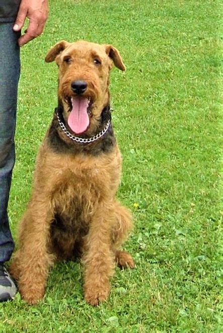 Airedale terier v akcii