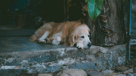 Pes s príznakmi apatie a slabosti