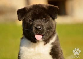 Šteniatko americkej akity