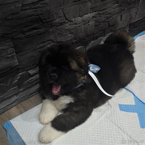 Infografika o bežných zdravotných problémoch americkej akity