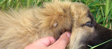 Príznaky babeziózy u psa: anemické sliznice