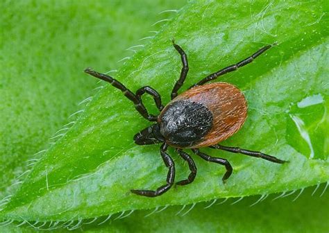 Kliešť obyčajný (Ixodes ricinus)