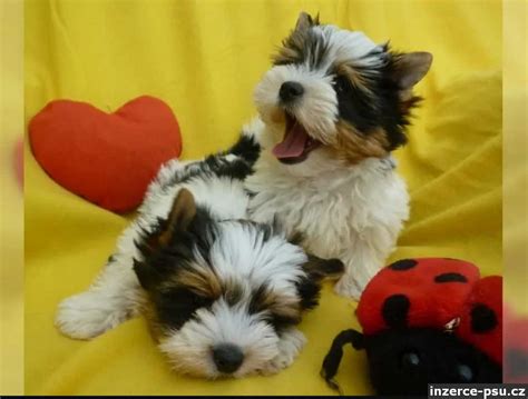 Zdravotné problémy Yorkshire Teriéra