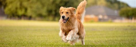 Hravý pes v znamení Blížencov