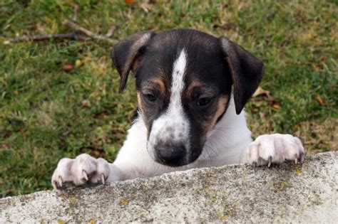 Štěně českého strakatého psa