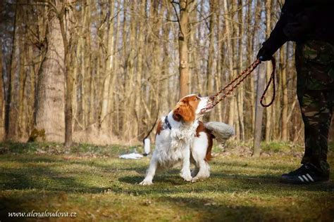 Pes ťahajúci na vodítku a jeho majiteľ