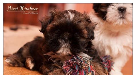 Šteniatko Shih-tzu hrajúce sa