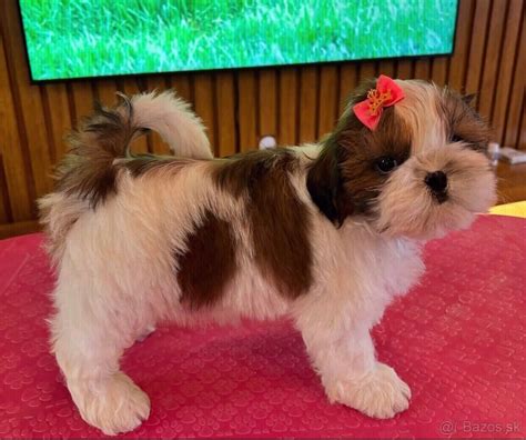 Šteniatka Shih-tzu v košíku