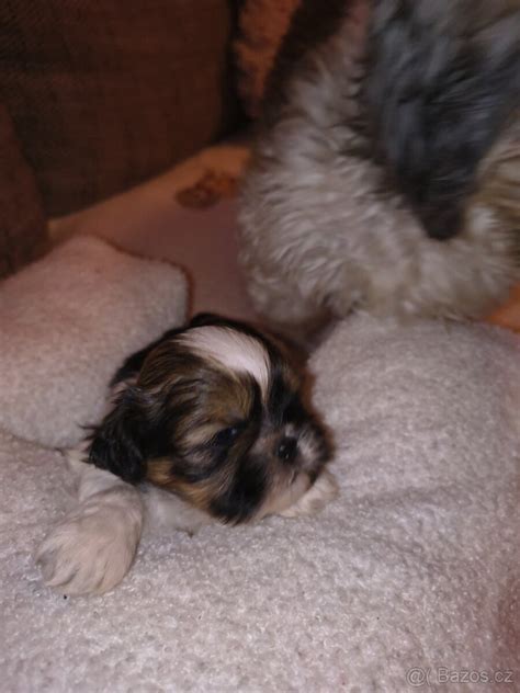 Šteniatko Shih-tzu s veterinárnym preukazom
