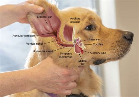Ilustrácia vnútorného ucha psa