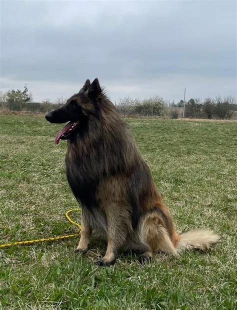 Porovnanie vzhľadu štyroch variet belgického ovčiaka