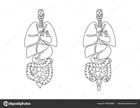 Anatomická kresba westíka s popismi