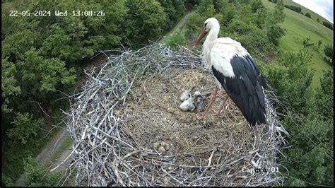 Šteňatá westíkov v hniezde