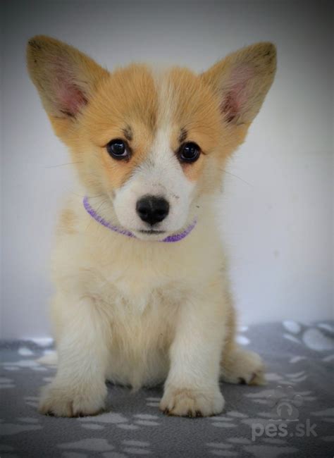 Šteniatka Welsh Corgi Pembroke