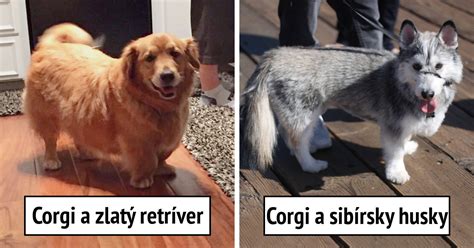 Kríženec Corgi