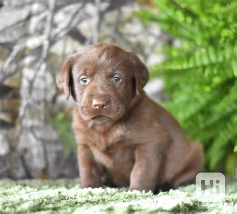 Šteniatko hnedého labradorského retrívera
