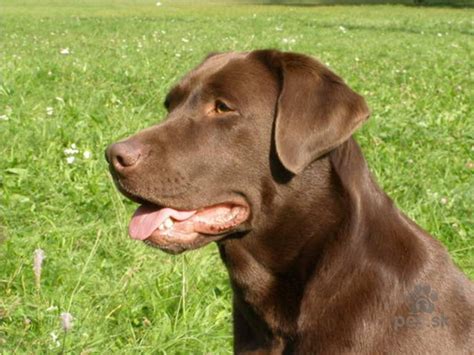 Hnedý labrador hrajúci sa s deťmi