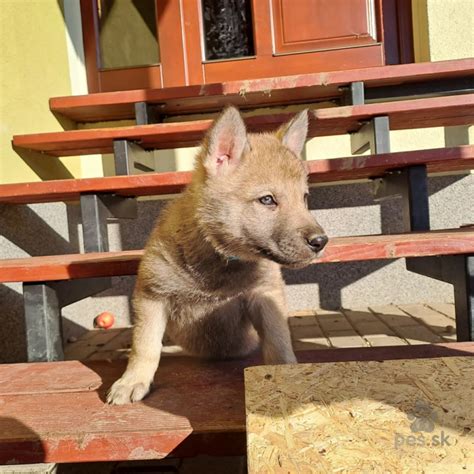 Československý vlčiak v rodinnom prostredí