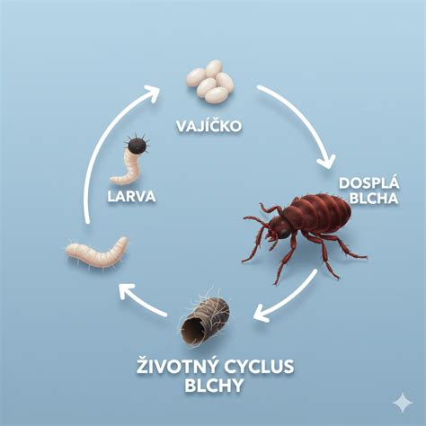 Schematický nákres životného cyklu blchy